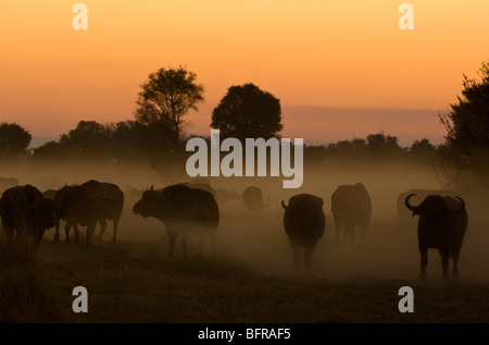 Kaffernbüffel Herde bei Sonnenuntergang (Syncerus Caffer) Stockfoto