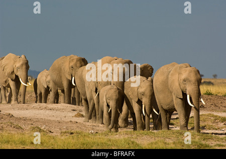 Elefantenherde zu Fuß in Richtung Kamera Stockfoto