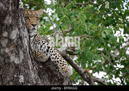 Eine weibliche Leoparden ruht in einem Marula-Baum Stockfoto