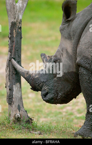 Porträt eines schlammigen weißen Nashorns reiben sein Horn an einen Baum Stockfoto