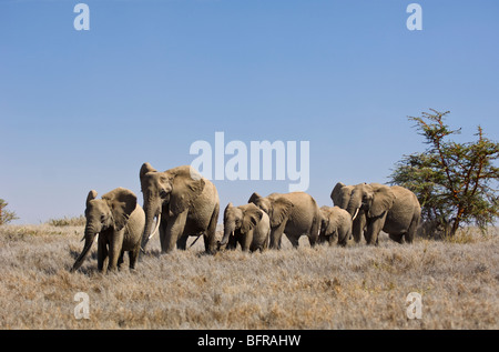 Afrikanische Elefanten Herde (Loxodonta Africana) zu Fuß durch einen Trockenrasen Stockfoto