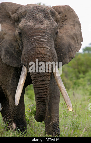 Frontale Porträt afrikanischen Elefantenbullen mit großen Stoßzähnen Stockfoto