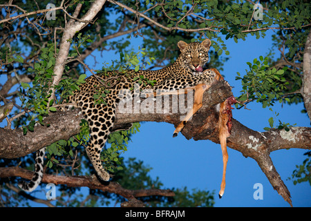 Leopard Fütterung auf eine Impala in den Ästen eines Baumes in der Abenddämmerung Stockfoto