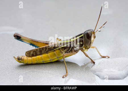 Nahaufnahme einer Heuschrecke Stockfoto