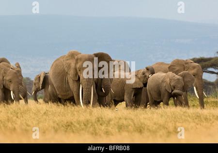 Afrikanische Elefanten (Loxodonta Africana) zu Fuß Stockfoto