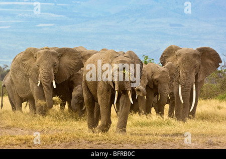 Eine Herde Elefanten bewegt sich hinaus in die weiten Ebenen des Amboseli Stockfoto