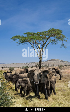 Afrikanischer Elefant (Loxodonta Africana) Stand in der Nähe eines Baumes der Herde Stockfoto