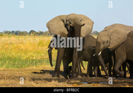 Eine Elefant Kuh hebt den Kopf und eine Bedrohung Haltung Stockfoto