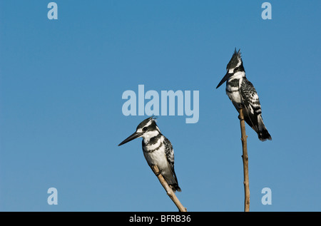 Zwei Trauerschnäpper Eisvögel gehockt Schilf vor blauem Himmel Stockfoto