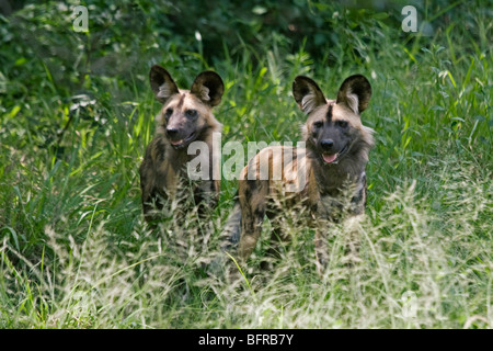 Zwei wilde Hunde in üppigen grünen Rasen Stockfoto