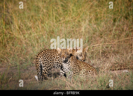 Zwei Leopardenjunge im Rasen Stockfoto