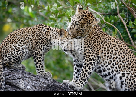 Eine weibliche Leoparden Pflege seiner Cub bei einer Rast auf einem Baumstamm Stockfoto
