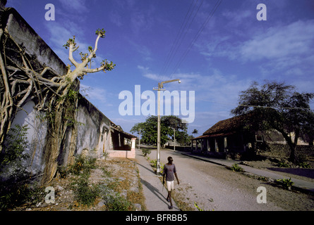 Straßenszene mit Würgefeige wächst an der Seite eines Gebäudes Stockfoto