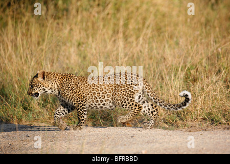 Seitenansicht von einem Leopard Cub unterwegs Stockfoto