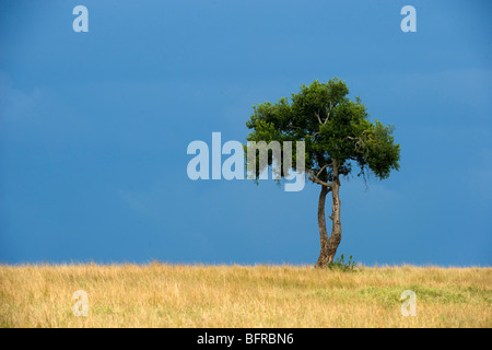 Einsamer Baum auf Maasai Mara skyline Stockfoto