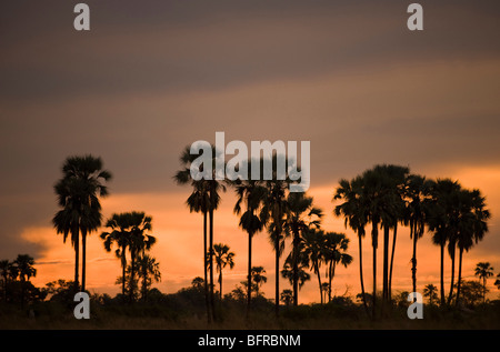 Palmen im Sonnenuntergang Stockfoto