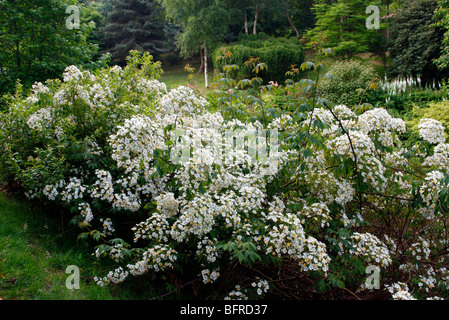 Rosa Filipes 'Kiftsgate' AGM Stockfoto