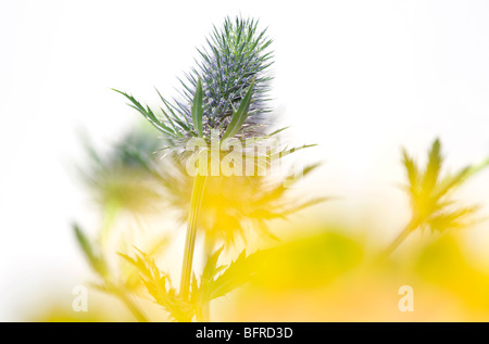 Meer-Holly Distel Typ Pflanze Stockfoto