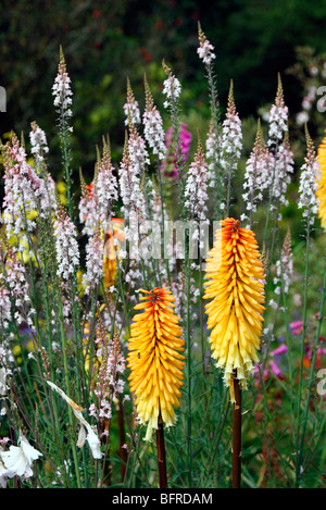 Linaria Purpurea 'Canon ging"mit Kniphofia"Tawny König" Stockfoto