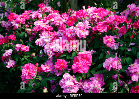 Rosa Gallica var. Officinalis AGM Stockfoto