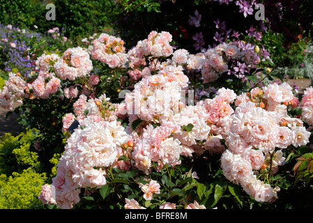 Rosa "Felicia" Hybrid Musk Rose Stockfoto