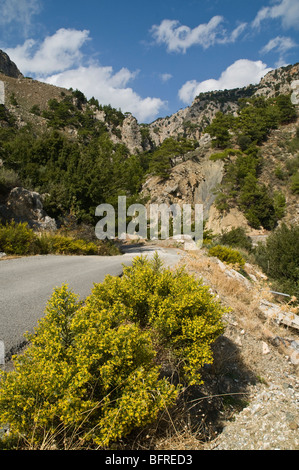 dh Metaxochori Bereich IERAPETRA Griechenland Kreta gelb blühenden Busch kretischen Bergstraße Stockfoto