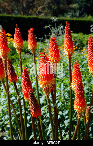 Kniphofia 'Royal Standard' AGM Stockfoto