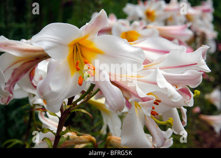 Lilium regale Stockfoto