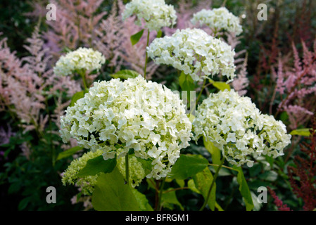 Hydrangea Arborescens 'Annabelle' AGM Stockfoto