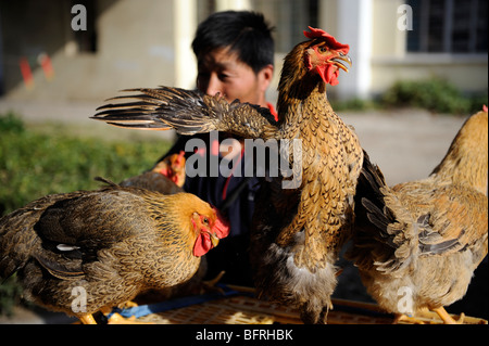 Lebende Hühner stehen zum Verkauf auf Markt in der Congming Grafschaft, Shanghai, China. 16. Oktober 2009 Stockfoto