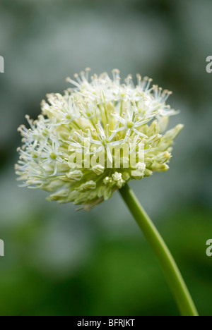 ALLIUM STIPITATUM MOUNT EVEREST Stockfoto