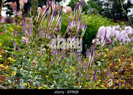 Veronicastrum Virginicum "Faszination" Stockfoto