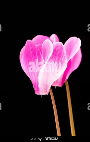 Bunte rosa Miniatur Alpenveilchen vor schwarzem Hintergrund Stockfoto