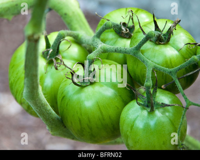 Green Zebra, eine Tomaten-Sorte mit grünen und gelben Streifen in einen Bio-Garten, Asheville, North Carolina, USA Stockfoto