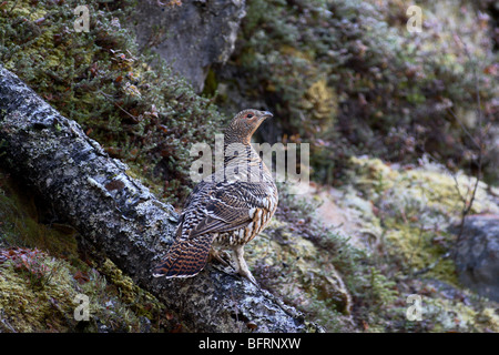 Auerhahn sitzen am Boden im Wald environnement Stockfoto