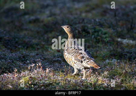 Auerhahn sitzen am Boden im Wald environnement Stockfoto