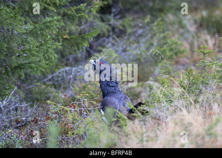 Auerhahn sitzen am Boden im Wald environnement Stockfoto