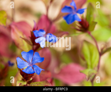 Ceratostigma Plumbaginoides in Blüte Stockfoto