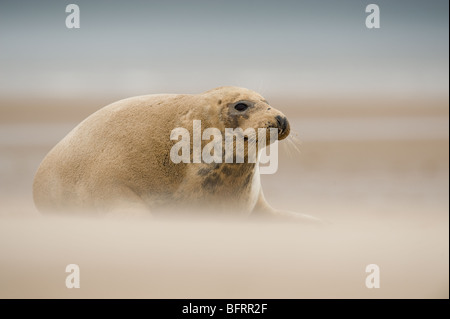 Kegelrobbe Halichoerus grypus an Donna Nook in Blowing Sand während Gale force Winds in einem besonders bösartigen Wintersturm Stockfoto