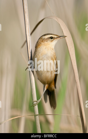 Schilfrohrsänger (Acrocephalus Schoenobaenus) - Schilfrohrsänger Stockfoto