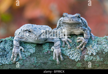 Paar grauer Laubfrosch Hyla versicolor auf Flechten bewachsene Niederlassung des Baums östlichen Nordamerika, durch Überspringen Moody/Dembinsky Foto Assoc Stockfoto