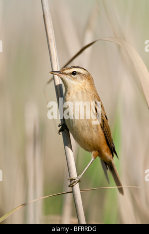 Schilfrohrsänger (Acrocephalus Schoenobaenus) - Schilfrohrsänger Stockfoto