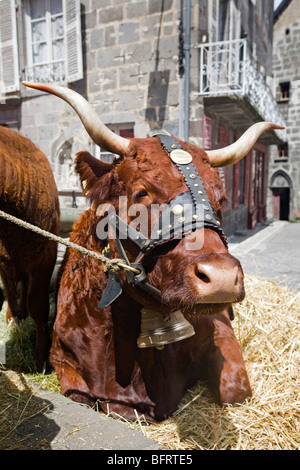 Eine Salers Kuh zum Zeitpunkt einer Landwirtschaftsausstellung in Besse En Chandesse (Frankreich) dem Publikum präsentiert. Vache de Rasse Salers. Stockfoto