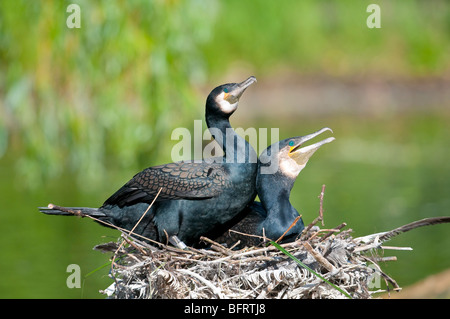 -Kormoran - Kormoran Phalacrocorax Carbo - Europa Stockfoto