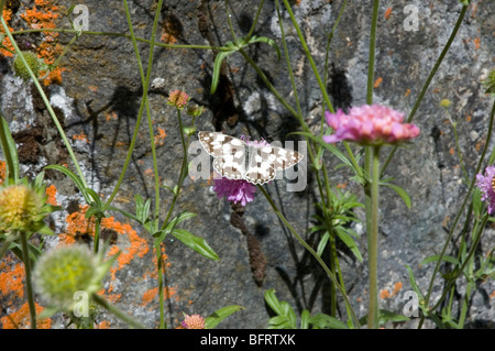 Schmetterling, Blumen in der Nähe von einem Felsen im Parco Nazionale Gran Paradiso, Giardino Botanico Alpino Paradisia, Cogne, Aostatal, Italien Stockfoto