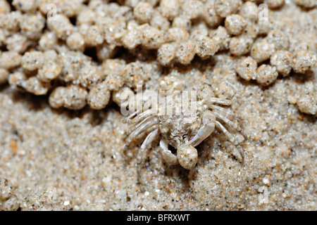 Sandkrabben, die Sandbälle machen. Stockfoto