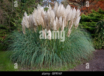 Pampasgras (Cortaderia Selloana) Stockfoto