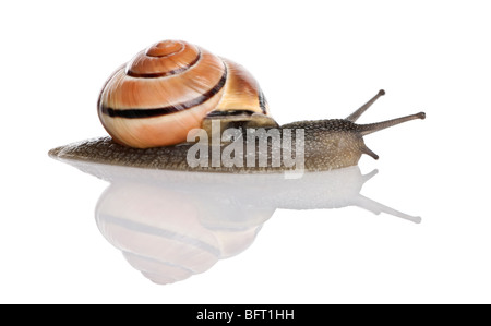 Garten Schnecke vor einem weißen Hintergrund, Studio gedreht Stockfoto