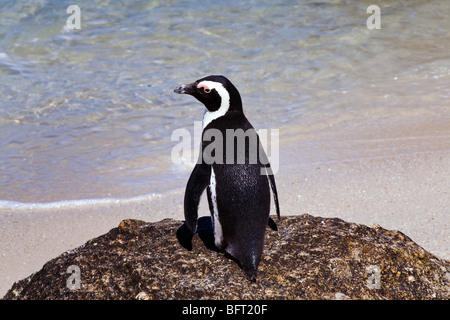 Afrikanische Pinguine am Boulders Beach, Cape Town, Südafrika Stockfoto