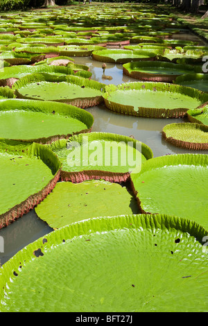 Riese Amazon Wasser Lilien, Sir Seewoosagur Ramgoolam Botanical Gardens, Mauritius Stockfoto